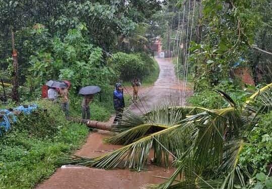 ಬನ್ನೂರು: ಭಾರೀ ಗಾಳಿಗೆ ತೆಂಗಿನ ಮರ ಬಿದ್ದು ವಿದ್ಯುತ್ ಕಂಬಗಳಿಗೆ ಹಾನಿ..!!