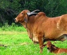 ಪುತ್ತೂರಿನಲ್ಲಿಯೂ ಲಭ್ಯವಾಗಲಿದೆ ದೇಸಿ ತಳಿ ಗಿರ್ ಹಸುಗಳ ಹಾಲು, ತುಪ್ಪ, ಮೊಸರು, ಮಜ್ಜಿಗೆ