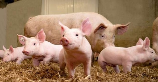 ಕೇರಳದ ವಯನಾಡಿನಲ್ಲಿ ಆಫ್ರಿಕನ್ ಹಂದಿ ಜ್ವರ ಪತ್ತೆ: 300 ಹಂದಿಗಳನ್ನು ಕೊಲ್ಲಲು ಆದೇಶ