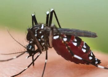 ಕರ್ನಾಟಕದಲ್ಲಿ ಹೆಚ್ಚಾಗುತ್ತಿದೆ ಡೆಂಗ್ಯೂ ಕೇಸ್: ಯಾವ ಜಿಲ್ಲೆಯಲ್ಲಿ ಎಷ್ಟು ಪ್ರಕರಣ..!??