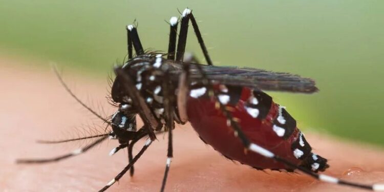 ಕರ್ನಾಟಕದಲ್ಲಿ ಹೆಚ್ಚಾಗುತ್ತಿದೆ ಡೆಂಗ್ಯೂ ಕೇಸ್: ಯಾವ ಜಿಲ್ಲೆಯಲ್ಲಿ ಎಷ್ಟು ಪ್ರಕರಣ..!??