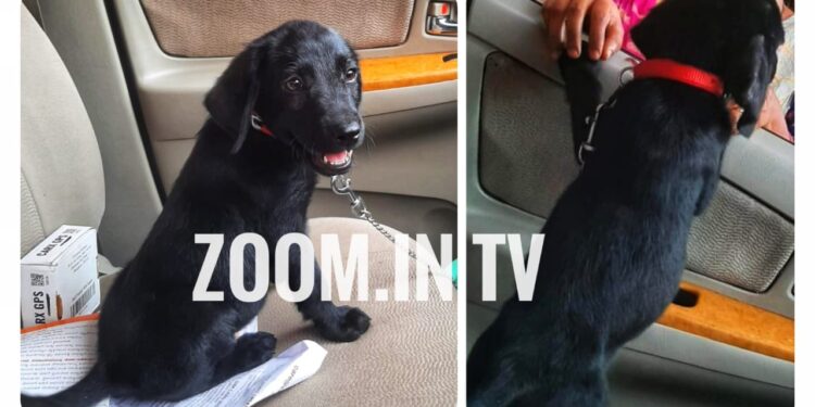 ಪ್ರವೀಣ್ ನೆಟ್ಟಾರು ರವರ ಪ್ರೀತಿಯ “ಬ್ಲ್ಯಾಕಿ” ಅಸೌಖ್ಯದಿಂದ ನಿಧನ