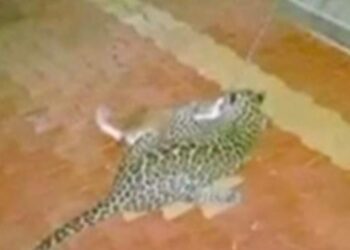 ಗೋಳಿಕಟ್ಟೆ: ಮನೆಯಂಗಳದಿಂದ ನಾಯಿಯನ್ನು ಕದ್ದೊಯ್ದ ಚಿರತೆ: ಸಿಸಿ ಕ್ಯಾಮರಾದಲ್ಲಿ ದೃಶ್ಯ ಸೆರೆ..!!