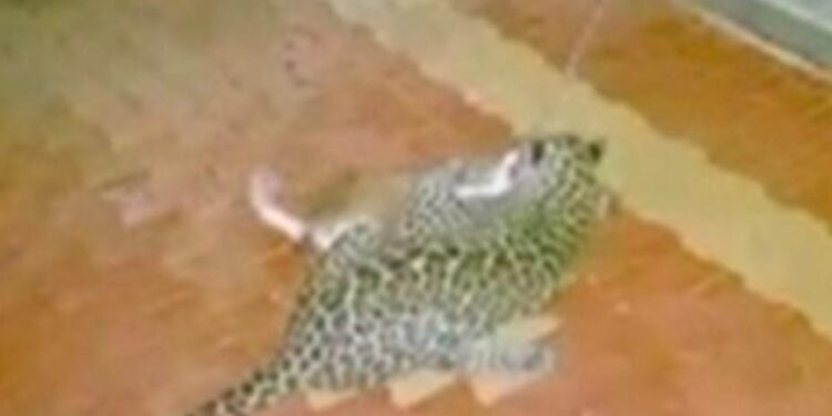 ಗೋಳಿಕಟ್ಟೆ: ಮನೆಯಂಗಳದಿಂದ ನಾಯಿಯನ್ನು ಕದ್ದೊಯ್ದ ಚಿರತೆ: ಸಿಸಿ ಕ್ಯಾಮರಾದಲ್ಲಿ ದೃಶ್ಯ ಸೆರೆ..!!