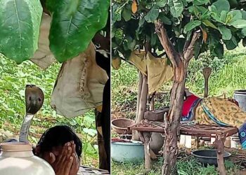 ಮಲಗಿದ್ದ ಮಹಿಳೆ ಮೇಲೆ ಹೆಡೆಬಿಚ್ಚಿ ನಿಂತ ನಾಗರಹಾವು: ತಾನು ನಂಬಿದ ದೇವರನ್ನು ಪ್ರಾರ್ಥಿಸಿದ ಮಹಿಳೆ: ವೀಡಿಯೊ ವೈರಲ್