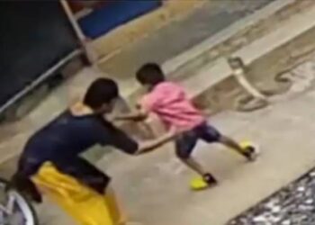 ಜನ್ಮನೀಡಿದ ಕಂದನನ್ನು ನಾಗರ ಹಾವಿನಿಂದ ರಕ್ಷಿಸಿ ಮರುಜನ್ಮವಿತ್ತ ತಾಯಿ : ವೀಡಿಯೊ ವೈರಲ್..!!