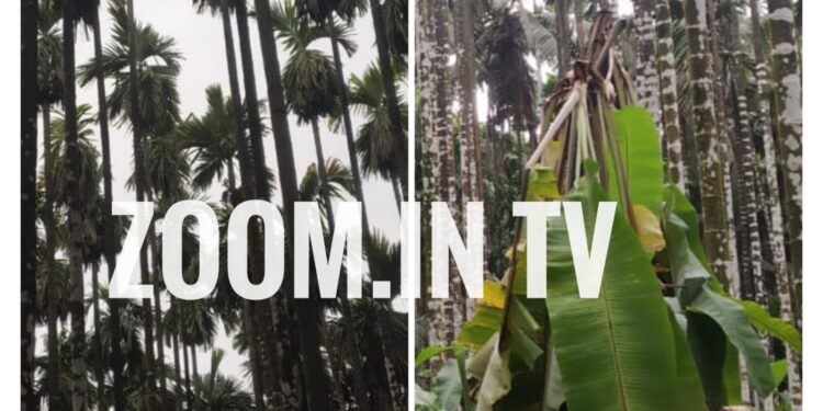 ಶಾಂತಿಗೋಡು : ಸಿಡಿಲು ಬಡಿದು ಅಡಿಕೆ ತೋಟಕ್ಕೆ ಹಾನಿ