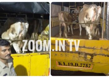 ಪುತ್ತೂರು: ನಗರ ಠಾಣಾ ಪೊಲೀಸರ ಭರ್ಜರಿ  ಕಾರ್ಯಾಚರಣೆ : ಅಕ್ರಮವಾಗಿ ಸಾಗಿಸುತ್ತಿದ್ದ ಜಾನುವಾರುಗಳ ರಕ್ಷಣೆ, ವಾಹನ ಸಹಿತ ಓರ್ವ ವಶಕ್ಕೆ..!!