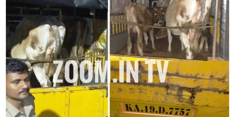 ಪುತ್ತೂರು: ನಗರ ಠಾಣಾ ಪೊಲೀಸರ ಭರ್ಜರಿ ಕಾರ್ಯಾಚರಣೆ : ಅಕ್ರಮವಾಗಿ ಸಾಗಿಸುತ್ತಿದ್ದ ಜಾನುವಾರುಗಳ ರಕ್ಷಣೆ, ವಾಹನ ಸಹಿತ ಓರ್ವ ವಶಕ್ಕೆ..!!