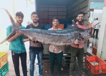 ಪುತ್ತೂರು: ಮೀನು ಮಾರುಕಟ್ಟೆಗೆ ಬಂದಿದೆ 65 ಕೆಜಿ ತೂಕದ ‘ಮಡಲು ಮೀನು’..!!