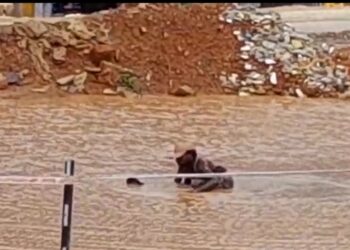 ಕಲ್ಲಡ್ಕದಲ್ಲಿ ಹೊಸದಾಗಿ ಆರಂಭಗೊಂಡಿದೆ ಈಜುಕೊಳ: ರಸ್ತೆಯ ಮಧ್ಯದ ಈಜುಕೊಳದಲ್ಲಿ ಜಲಕ್ರೀಡೆಯಾಡಿದ ವ್ಯಕ್ತಿ: ವೀಡಿಯೊ ವೈರಲ್..!!