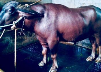 ಕಂಬಳ ಕ್ಷೇತ್ರದಲ್ಲಿ ಗಣನೀಯ ಸಾಧನೆಗೈದ ತೆಳ್ಳಾರು ಮೋಡೆ ಇನ್ನಿಲ್ಲ..!!!