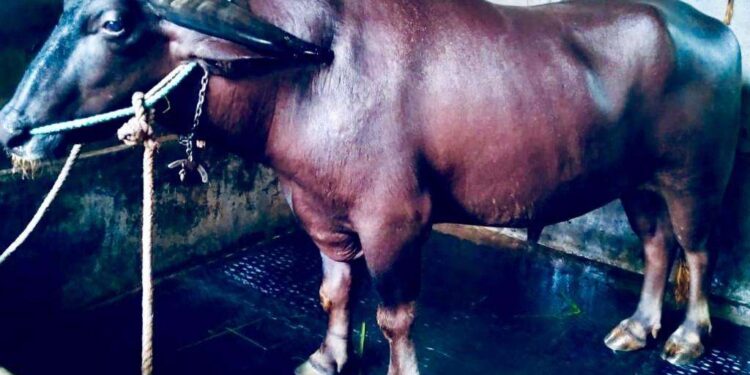 ಕಂಬಳ ಕ್ಷೇತ್ರದಲ್ಲಿ ಗಣನೀಯ ಸಾಧನೆಗೈದ ತೆಳ್ಳಾರು ಮೋಡೆ ಇನ್ನಿಲ್ಲ..!!!