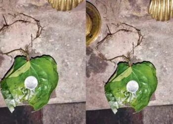 ಅಚ್ಚರಿ ಮೂಡಿಸಿದ ಘಟನೆ: ಕೊರಗಜ್ಜನ ಪ್ರಾರ್ಥನೆಗೆ ಇರಿಸಿದ್ದ ವೀಳ್ಯದೆಲೆಯಲ್ಲಿ ಮೂಡಿದ ಬೇರು