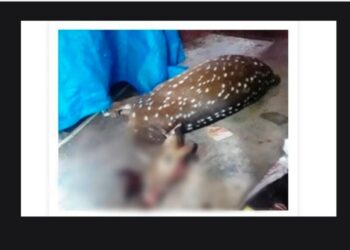 ಉಪ್ಪಿನಂಗಡಿ: ರಸ್ತೆ ದಾಟುತ್ತಿದ್ದಾಗ ಕಾರು ಡಿಕ್ಕಿ : ಜಿಂಕೆ ಸಾವು..!!