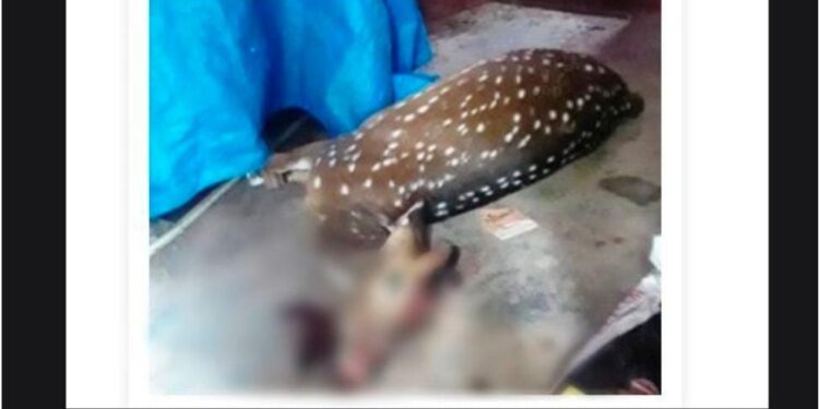 ಉಪ್ಪಿನಂಗಡಿ: ರಸ್ತೆ ದಾಟುತ್ತಿದ್ದಾಗ ಕಾರು ಡಿಕ್ಕಿ : ಜಿಂಕೆ ಸಾವು..!!