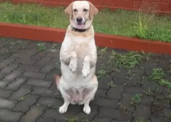 11 ವರ್ಷಗಳಿಂದ ಸ್ಪೋಟಕ ಪತ್ತೆ ಕರ್ತವ್ಯ ನಿರ್ವಹಿಸುತ್ತಿದ್ದ ಪೊಲೀಸ್‌ ಶ್ವಾನ ಸಾವು