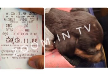ಪುತ್ತೂರು: ಕೆ.ಎಸ್.ಆರ್.ಟಿ.ಸಿ.‌ ಬಸ್ಸಿನಲ್ಲಿ ಪುಟ್ಟ ನಾಯಿ ಮರಿಗೂ ಟಿಕೆಟ್! ಅನಾಥವಾಗಿದ್ದ ನಾಯಿ ಮರಿಯನ್ನು ಸಾಕಲು ಕೊಂಡೊಯ್ಯುತ್ತಿದ್ದ ಯುವತಿಗೆ ಶಾಕ್ ನೀಡಿದ ಡ್ರೈವರ್, ಕಂಡಕ್ಟರ್!