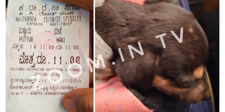 ಪುತ್ತೂರು: ಕೆ.ಎಸ್.ಆರ್.ಟಿ.ಸಿ.‌ ಬಸ್ಸಿನಲ್ಲಿ ಪುಟ್ಟ ನಾಯಿ ಮರಿಗೂ ಟಿಕೆಟ್! ಅನಾಥವಾಗಿದ್ದ ನಾಯಿ ಮರಿಯನ್ನು ಸಾಕಲು ಕೊಂಡೊಯ್ಯುತ್ತಿದ್ದ ಯುವತಿಗೆ ಶಾಕ್ ನೀಡಿದ ಡ್ರೈವರ್, ಕಂಡಕ್ಟರ್!
