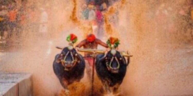 ಪುತ್ತೂರು: ಇತಿಹಾಸ ಪ್ರಸಿದ್ಧ ‘ಕೋಟಿ-ಚೆನ್ನಯ’ ಜೋಡುಕರೆ ಕಂಬಳಕ್ಕೆ ದಿನ ನಿಗದಿ :; ಫೆಬ್ರವರಿಯಲ್ಲಿ ನಡೆಯಲಿದೆ 30ನೇ ವರ್ಷದ ‘ಪುತ್ತೂರು ಕಂಬಳ’..