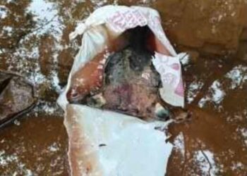 ಕೊಪ್ಪಲಗದ್ದೆ: ಗೋಣಿ ಚೀಲದಲ್ಲಿ ಕಟ್ಟಿದ ದನದ ರುಂಡ ಪತ್ತೆ..!!