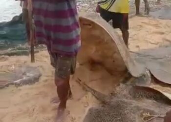 ಮೂಳೂರು ಕಡಲ ಕಿನಾರೆಯಲ್ಲಿ ತೊರಕೆ ಮೀನಿನ ಸುಗ್ಗಿ :; ಮೀನುಗಾರರ ಬಲೆಗೆ ಬಿದ್ದ ಬೃಹತ್ ತೊರಕೆ ಮೀನುಗಳು..!!