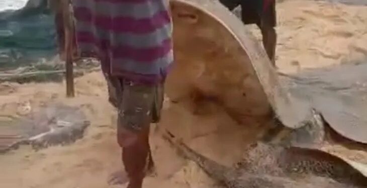 ಮೂಳೂರು ಕಡಲ ಕಿನಾರೆಯಲ್ಲಿ ತೊರಕೆ ಮೀನಿನ ಸುಗ್ಗಿ :; ಮೀನುಗಾರರ ಬಲೆಗೆ ಬಿದ್ದ ಬೃಹತ್ ತೊರಕೆ ಮೀನುಗಳು..!!