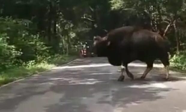 ಸುಳ್ಯ: ಹೆದ್ದಾರಿ ಬಳಿ ಬೃಹತ್‌ ಕಾಡುಕೋಣ ಪತ್ತೆ..!!