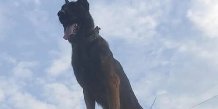 ಗುಂಡೇಟು ಬಿದ್ದರೂ ಹೋರಾಟ ಬಿಡದೆ ಉಗ್ರರ ಸದೆಬಡಿತ ಭಾರತೀಯ ಸೇನೆಯ ‘ಜೂಮ್’