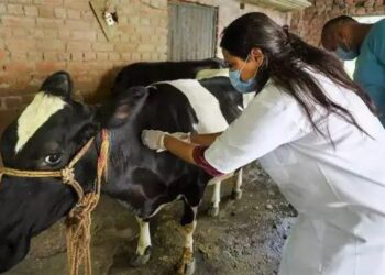 ಜಾನುವಾರುಗಳ ಚರ್ಮಗಂಟು ರೋಗ ಹಿನ್ನೆಲೆ : 20,000 ಲಸಿಕೆ ಹಂಚಿಕೆ