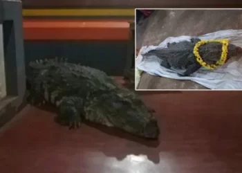 ಸರೋವರ ಕ್ಷೇತ್ರ ಅನಂತಪದ್ಮನಾಭ ಸ್ವಾಮಿ ದೇವಸ್ಥಾನದಲ್ಲಿದ್ದ ‘ದೇವರ ಮೊಸಳೆ’ ‘ಬಬಿಯಾ’ ಇನ್ನಿಲ್ಲ..!!