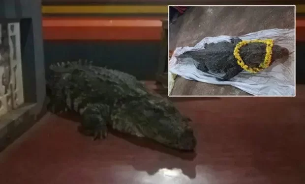 ಸರೋವರ ಕ್ಷೇತ್ರ ಅನಂತಪದ್ಮನಾಭ ಸ್ವಾಮಿ ದೇವಸ್ಥಾನದಲ್ಲಿದ್ದ ‘ದೇವರ ಮೊಸಳೆ’ ‘ಬಬಿಯಾ’ ಇನ್ನಿಲ್ಲ..!!