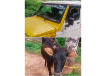 ಬೆಳ್ತಂಗಡಿ : ಅಕ್ರಮ ಗೋ ಸಾಗಾಟದ ವೇಳೆ ಪೋಲಿಸ್ ದಾಳಿ : ಇಬ್ಬರ ಬಂಧನ, ಓರ್ವ ಪರಾರಿ..!!