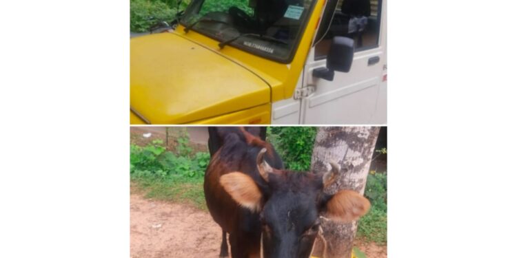 ಬೆಳ್ತಂಗಡಿ : ಅಕ್ರಮ ಗೋ ಸಾಗಾಟದ ವೇಳೆ ಪೋಲಿಸ್ ದಾಳಿ : ಇಬ್ಬರ ಬಂಧನ, ಓರ್ವ ಪರಾರಿ..!!