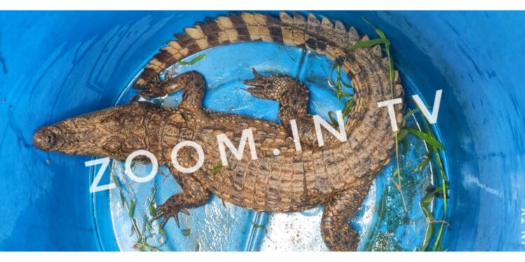 ಆಲಂಕಾರು : ಶಾಲೆಯ ಸಮೀಪದ ರಸ್ತೆಯಲ್ಲಿ ಮೊಸಳೆ ಪತ್ತೆ..!!