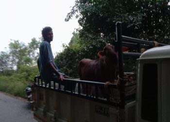 ಹಿಂ.ಜಾ.ವೇ. ಕಾರ್ಯಕರ್ತರ ದಾಳಿ : ಬಂಟ್ವಾಳ ಹಾಗೂ ವಿಟ್ಲದಲ್ಲಿ ಅಕ್ರಮವಾಗಿ ಸಾಗಾಟ ಮಾಡುತ್ತಿದ್ದ ಜಾನುವಾರು ಹಾಗೂ ಆರೋಪಿಗಳು ಪೊಲೀಸ್ ವಶಕ್ಕೆ..!!‌‌