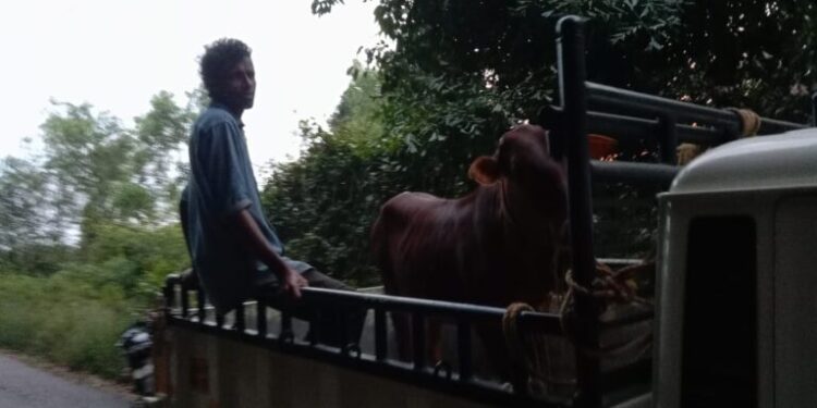 ಹಿಂ.ಜಾ.ವೇ. ಕಾರ್ಯಕರ್ತರ ದಾಳಿ : ಬಂಟ್ವಾಳ ಹಾಗೂ ವಿಟ್ಲದಲ್ಲಿ ಅಕ್ರಮವಾಗಿ ಸಾಗಾಟ ಮಾಡುತ್ತಿದ್ದ ಜಾನುವಾರು ಹಾಗೂ ಆರೋಪಿಗಳು ಪೊಲೀಸ್ ವಶಕ್ಕೆ..!!‌‌