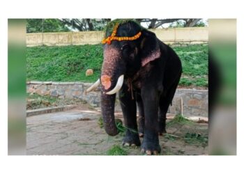 ಭವಿಷ್ಯದಲ್ಲಿ ದಸರಾ ಅಂಬಾರಿ ಹೊರಬೇಕಿದ್ದ ಗೋಪಾಲಸ್ವಾಮಿ ಆನೆ ಸಾವು : ಸಿಎಂ ಬೊಮ್ಮಾಯಿ ಸಂತಾಪ