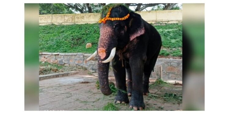 ಭವಿಷ್ಯದಲ್ಲಿ ದಸರಾ ಅಂಬಾರಿ ಹೊರಬೇಕಿದ್ದ ಗೋಪಾಲಸ್ವಾಮಿ ಆನೆ ಸಾವು : ಸಿಎಂ ಬೊಮ್ಮಾಯಿ ಸಂತಾಪ