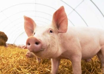 ಮಂಗಳೂರು: ನೀರುಮಾರ್ಗದಲ್ಲಿ ಆಫ್ರಿಕನ್ ಹಂದಿ ಜ್ವರ ಪತ್ತೆ : 10 ಕಿ.ಮೀ ವ್ಯಾಪ್ತಿಯನ್ನು ಜಾಗೃತ ವಲಯ ಎಂದು ಘೋಷಿಸಿದ ಜಿಲ್ಲಾಡಳಿತ