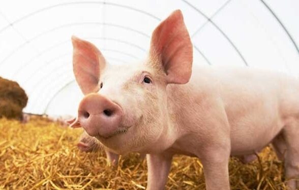 ಮಂಗಳೂರು: ನೀರುಮಾರ್ಗದಲ್ಲಿ ಆಫ್ರಿಕನ್ ಹಂದಿ ಜ್ವರ ಪತ್ತೆ : 10 ಕಿ.ಮೀ ವ್ಯಾಪ್ತಿಯನ್ನು ಜಾಗೃತ ವಲಯ ಎಂದು ಘೋಷಿಸಿದ ಜಿಲ್ಲಾಡಳಿತ