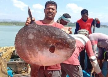 ಕರಾವಳಿ ಸಮುದ್ರದಲ್ಲಿ ಪತ್ತೆಯಾಯ್ತು ಅಪರೂಪದ ಬಾಲವಿಲ್ಲದ ‘ಸನ್ ಫಿಶ್‌’..