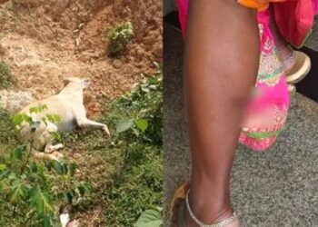 ಬೆಳ್ತಂಗಡಿ: ಜನ ಜಾನುವಾರುಗಳ‌ ಮೇಲೆ ಹುಚ್ಚು ನಾಯಿ ದಾಳಿ : ಹಲವರಿಗೆ ಗಾಯ