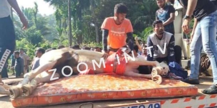 ಉಪ್ಪಿನಂಗಡಿ: ಕುದುರೆಗೆ ಬಸ್ ಡಿಕ್ಕಿ : ಕುದುರೆ ಮೃತ್ಯು ; ಸವಾರನಿಗೆ ಗಾಯ..!!