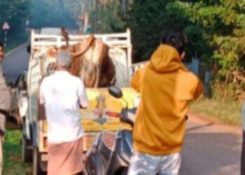 ಪುತ್ತೂರು: ಹಿಂ.ಜಾ.ವೇ. ಕಾರ್ಯಕರ್ತರ ಕಾರ್ಯಾಚರಣೆ : ಅಕ್ರಮ ಗೋಸಾಗಾಟ ಮಾಡುತ್ತಿದ್ದ ಆರೋಪಿ ಪೊಲೀಸ್ ವಶಕ್ಕೆ..!!!