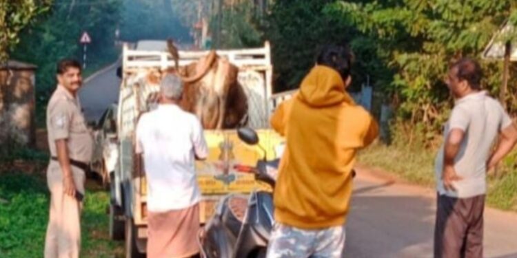 ಪುತ್ತೂರು: ಹಿಂ.ಜಾ.ವೇ. ಕಾರ್ಯಕರ್ತರ ಕಾರ್ಯಾಚರಣೆ : ಅಕ್ರಮ ಗೋಸಾಗಾಟ ಮಾಡುತ್ತಿದ್ದ ಆರೋಪಿ ಪೊಲೀಸ್ ವಶಕ್ಕೆ..!!!