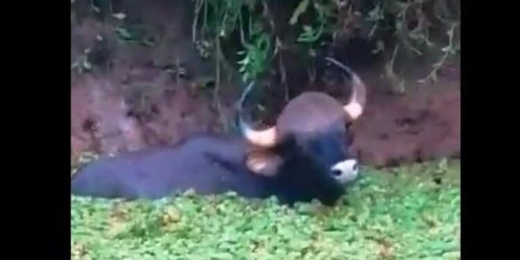 ಕಡಬ: ತೋಟದ ಕೆರೆಗೆ ಬಿದ್ದ ಕಾಡುಕೋಣದ ರಕ್ಷಣೆ