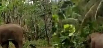 ಕಡಬ: ಹಾಡಹಗಲೇ ಕಾಡಿನಿಂದ ನಾಡಿಗೆ ಬಂದ ಕಾಡಾನೆ..!!