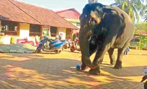 ಫುಟ್ಬಾಲ್ ಆಡಿದ ಕಟೀಲು ದೇವಾಲಯದ ಆನೆ : ವೀಡಿಯೋ ವೈರಲ್