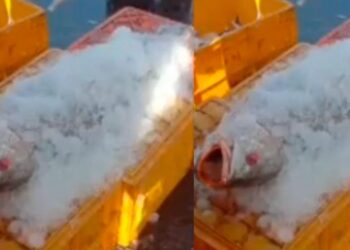 ಮಲ್ಪೆ ಬಂದರಿನಲ್ಲಿ ಬರೋಬ್ಬರಿ 2 ಲಕ್ಷ ರೂ.ಗೆ ಸೇಲ್ ಆಯ್ತು ‘ಗೋಳಿ ಮೀನು’..!!